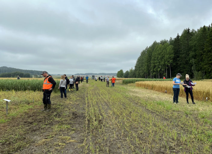 Viking Malt has joined a 5-year initiative on crop rotation last fall. We recently got the opportunity to see field trials organized by the main research partner, Natural Resources Institute Finland, at Jokioinen. 🌾🔁 Crop rotation trials included spring and winter cereals, oil crops, legumes, and other seed crops. These trials will give information about the effect of crop rotation on yields, soil fertility, carbon sequestration, plant pests occurrence, and nitrogen use. 📄 Looking forward to hearing about results in the future. 