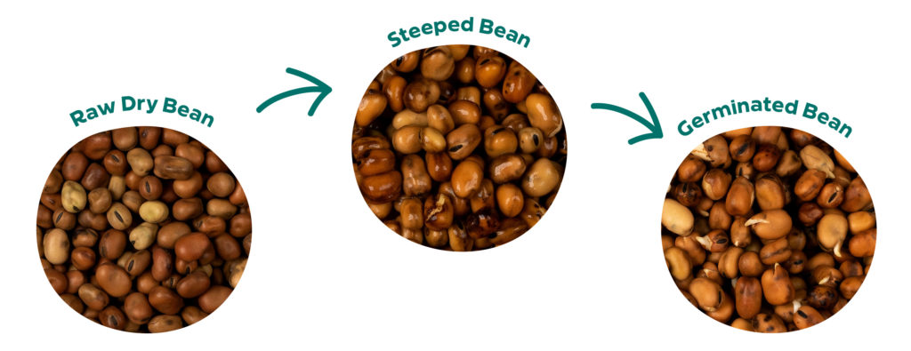 Germination process